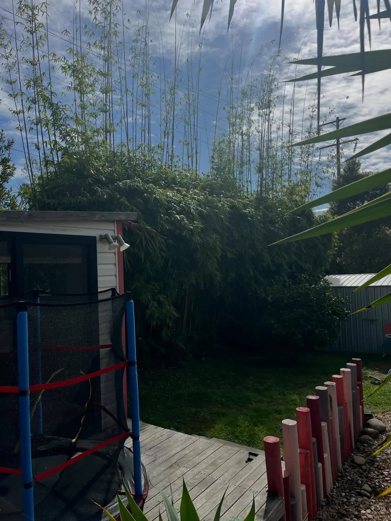 Tall bamboo screen along a backyard fence