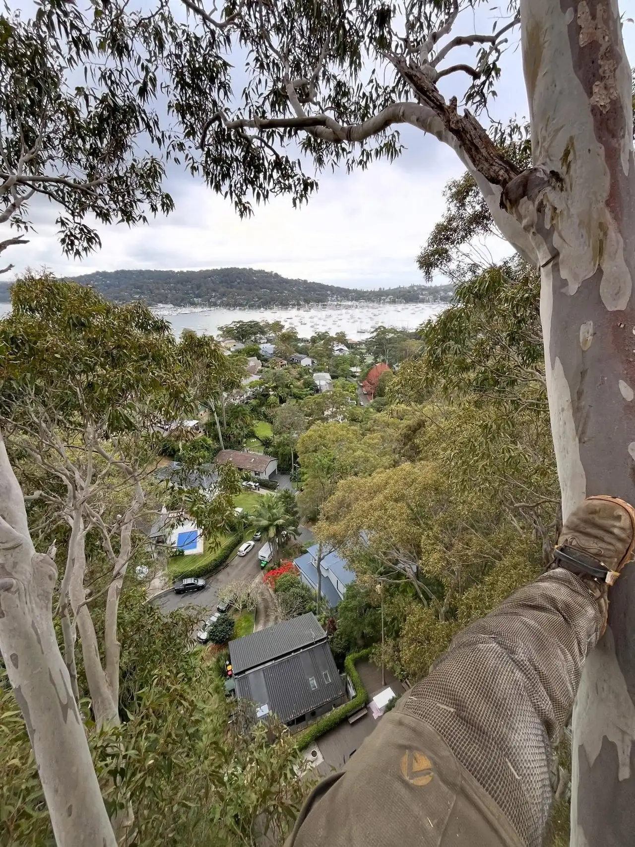 Gum canopy above Brisbane Water