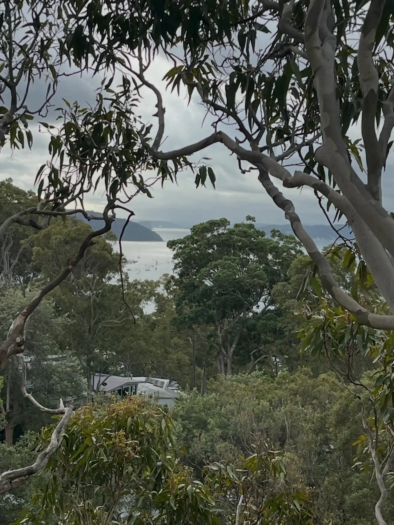 View from a gum canopy over the Woy Woy Peninsula