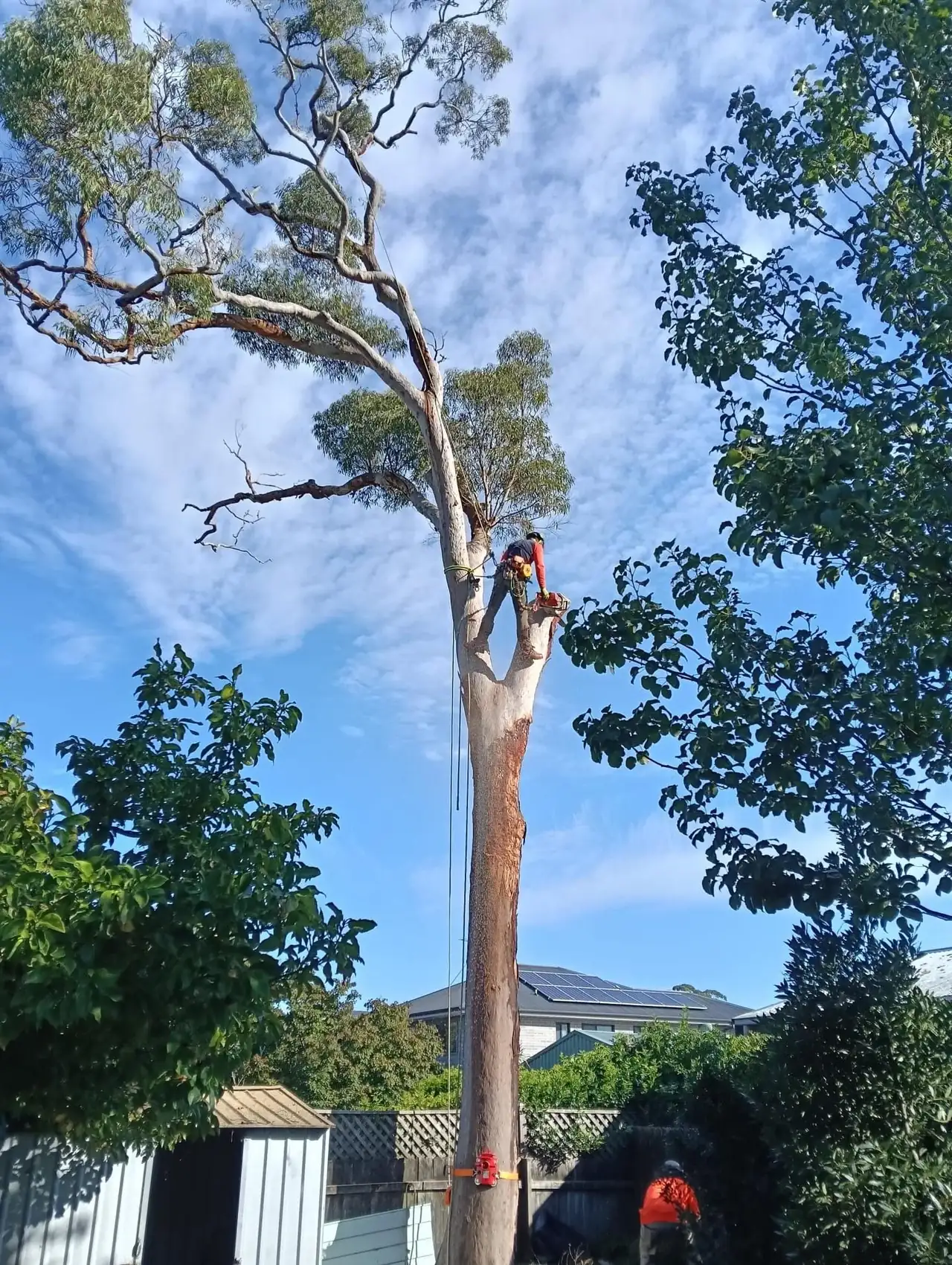 Arborist working on a tall gum